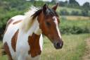 Merrie Franse rijpony PFS Te koop 2025 Bont ,  Dinamique du Ried