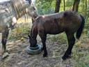 Veulen (vr) Percheron Te koop 2026 Zwart ,  VIADUC DU BUAT