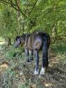 Merrie Percheron Te koop 2012 Zwart