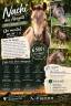 Ruin Franse rijpony PFS Te koop 2023 Donker bruin / bai ,  Very star kerveyer