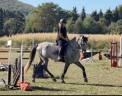 Ruin Spaans Normand Te koop 2022 Schimmel