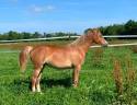 Veulen (vr) Franse rijpony PFS Te koop 2025 Vos ,  Very star kerveyer