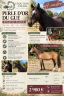 Draagmerrie New Forest Te koop 2003 Bruin / Bai ,  RIMBO