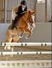 Merrie Franse rijpony PFS Te koop 2014 Vos