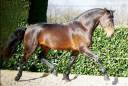 Ruin Lusitano Te koop 2015 Donker bruin / bai ,  SOLERA