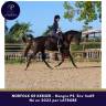 Ruin Volbloed Te koop 2023 Bruin / Bai ,  LATROBE