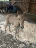 Veulen (ml) Welsh Partbred Te koop 2026 Wildkleur ,  Nozkan Gwazhell