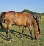 Draagmerrie Volbloed Te koop 2013 Donker bruin / bai