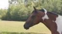 Veulen (vr) Welsh Partbred Te koop 2024 Bont