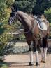 Ruin KWPN Nederlands sportpaard Te koop 2020 Bruin / Bai ,  Ebony