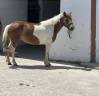 Merrie Shetland Te koop 2021 Bont