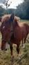 Veulen (ml) Breton Trekpaard Te koop 2026 Vos ,  AMIRAL DE KERSALIOU