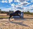 Veulen (vr) Paint Horse Te koop 2025 Zwart