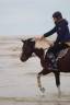 Ruin Franse rijpony PFS Te koop 2013 Bont ,  Syriac