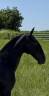 Veulen (vr) Lusitano Te koop 2025 Schimmel ,  Pel&eacute; MBR