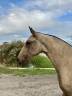 Veulen (vr) Lusitano Te koop 2026 Isabel ,  Panerai da Sta Fe