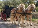 Merrie Haflinger Te koop 2014 Vos
