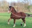 Ruin Welsh Pony (Section D), Welsh Cob  Te koop 2025 Donker bruin / bai ,  London Stun-Dunning