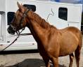 Merrie Franse rijpony PFS Te koop 2023 Vos