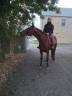 Ruin Franse draver  Te koop 2017 Donker bruin / bai