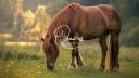 Hippisch vastgoed Koop 