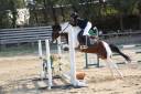 Ruin Franse rijpony PFS Te koop 2020 Bont