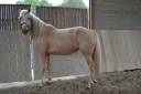 Merrie AES Anglo European Studbook Te koop 2021 Palomino ,  Misterio