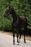 Ruin Franse draver  Te koop 2022 Bruin / Bai