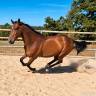 Ruin Franse draver  Te koop 2021 Donker bruin / bai