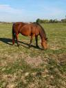 Merrie Franse rijpony PFS Te koop 2008 Donker bruin / bai ,  RASMUS SL