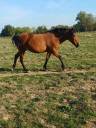 Merrie New Forest Te koop 2012 Donker bruin / bai ,  KANTJE S RONALDO*SL