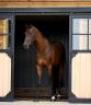 Ruin KWPN Nederlands sportpaard Te koop 2017 Donker bruin / bai ,  Expression