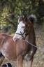 Veulen (ml) Franse rijpony PFS Te koop 2026 Bont ,  Goldwyn d&rsquo;embets