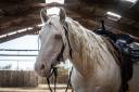 Ruin Quarter Horse Te koop 2021 Cremello ,  AR ROCK STAR