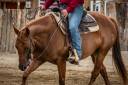 Merrie Quarter Horse Te koop 2021 Vos ,  AR ROCK STAR