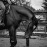 Ruin Paint Horse Te koop 2023 Donker bruin / bai ,  FOREST DU TR