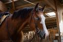 Ruin Quarter Horse Te koop 2024 Donker bruin / bai ,  MAGIC BLACK ANTINORI