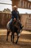 Merrie Paint Horse Te koop 2024 Bruin ,  FOREST DU TR
