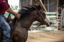 Merrie Quarter Horse Te koop 2023 Donker bruin / bai ,  MAGIC BLACK ANTINORI