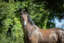 Ruin Franse rijpony PFS Te koop 2023 Schimmel ,  Jarnac de la Duche