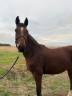 Ruin Bekend ras Te koop 2023 Donker bruin / bai ,  ETOILE D HARDY (NF)