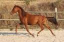 Veulen (ml) PRE Puur Ras Spaans Te koop 2024 Vos ,  GUAPO DE LA COMBE