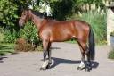 Ruin Selle Fran&ccedil;ais Te koop 2019 Donker bruin / bai ,  Prinz Clintus