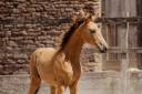 Veulen (vr) Lusitano Te koop 2026 Isabel ,  QUASIDE