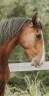 Ruin Lusitano Te koop 2022 Donker bruin / bai ,  JASMIN PLUS