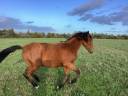 Veulen (vr) Lusitano Te koop 2025 Donker bruin / bai ,  Pablo du chalet