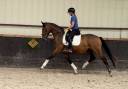 Merrie Bekend ras Te koop 2023 Donker bruin / bai ,  DREAM BOY