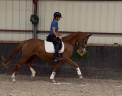 Merrie Bekend ras Te koop 2023 Vos ,  DREAM BOY