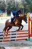 Merrie Andere pony rassen Te koop 2011 Vos ,  CHEWANO VAN DE LANGENIEUW