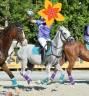 Ruin Andere pony rassen Te koop 2015 Schimmel